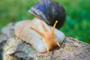 Snail crawling over old wood trunk. Selective focus. Low depth of field