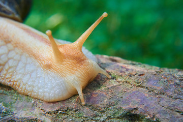 Snail crawling over old wood trunk. Selective focus. Low depth of field