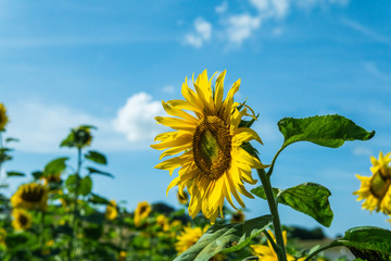 A single sunflower against the blue sky. Standing tall. Powerful concept. Österlen, Sweden.
