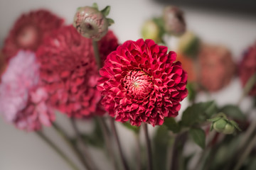A red flower head close up