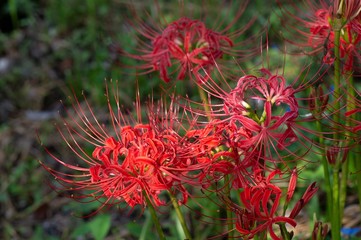湯布院の彼岸花