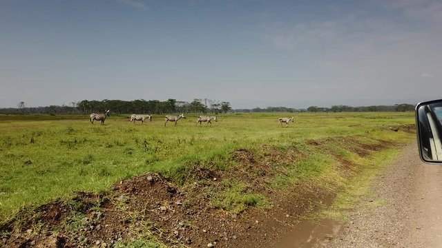 Un branco di zebre nella savana del Kenya