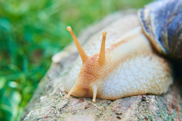 Snail crawling over old wood trunk. Selective focus. Low depth of field