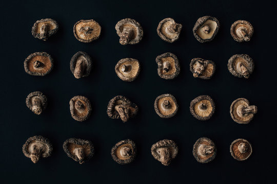 Mushroom Harvest