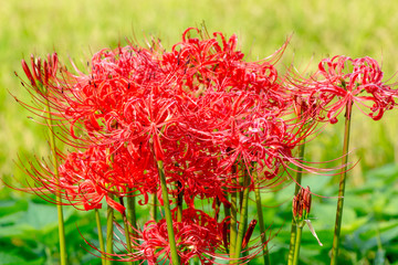 湯布院の彼岸花