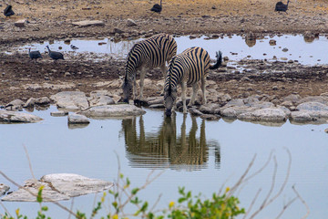 Fototapeta na wymiar Three zebras drinking mirroring themselves in water