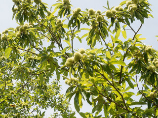 (Castanea sativa) Sweet chestnut with fruits in their husks with spiny cupules