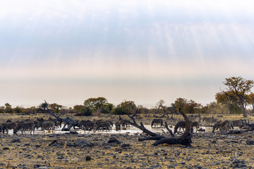 Zebras at sunrise at Moringa waterhole, Etosha National Park, Namibia