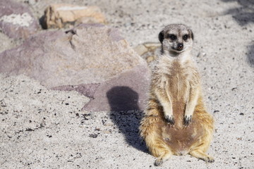 Fototapeta premium meerkat on the background of sand on a Sunny day is on its hind legs in search of food. front paws folded, looking for something to grab