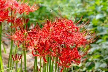 湯布院の彼岸花
