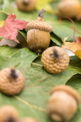static nature with acorns on rusted leafs autumnal concept