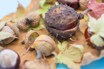 static nature of acorns and chestnuts on rusted and yellow leafs autumn concept image