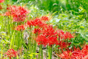 湯布院の彼岸花