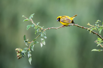 Male Masked Weaver sitting on a long thin branch with a green background