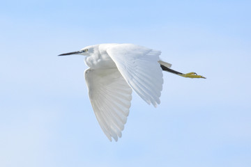 Egretta garzetta en vuelo.