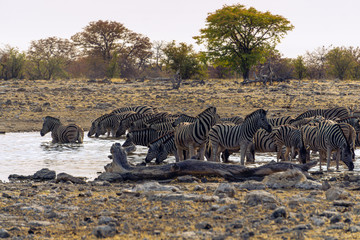 Fototapeta na wymiar Zebras Drinking at Waterhole namibia etosha