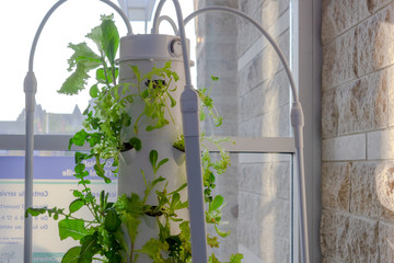 aero garden smart garden growing plants inside special growing equipment hydroponic kit