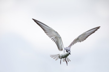 Whiskered tern in flight on cloudy day with spread wings artistic conversion