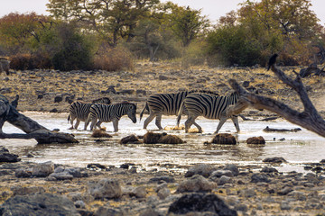Walking Zebra in the savannah of the Etosha National Park