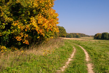 Autumn at the morning park