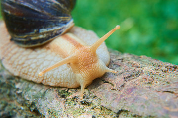 Snail crawling over old wood trunk. Selective focus. Low depth of field