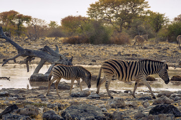Fototapeta na wymiar Zebra Crossing in flood plains of zambia