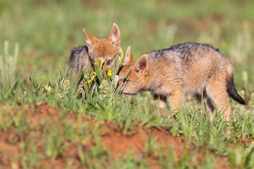 Two Black Backed Jackal puppies play in short green grass to develop skills