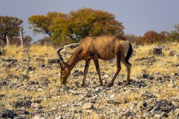 Heartebeest by water hole in Serengeti Tanzania