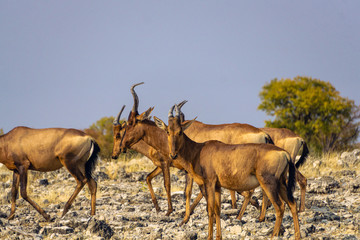 Red hartebeest herd in Pilanesberg National Park