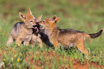 Three Black Backed Jackal puppies play in short green grass to develop skills