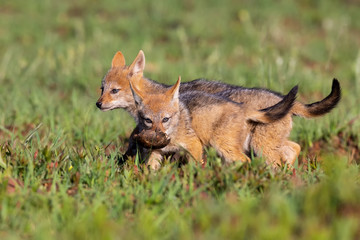 Two Black Backed Jackal puppies play in short green grass to develop skills