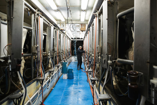 Dairy farm checking machinery in milking area