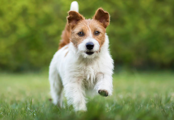 Pet training concept, obedient small dog walking in the grass