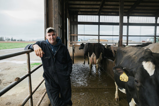 Dairy farmer leaning on fence in cow barn