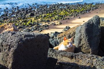 Fototapeta na wymiar Red cat lies on the rocks on the shore of the Atlantic Ocean