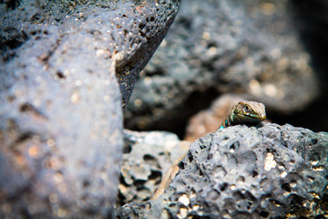 Lizard between the stones. Travel Photos