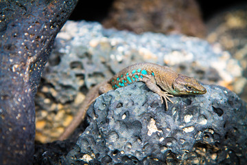 Lizard between the stones. Travel Photos