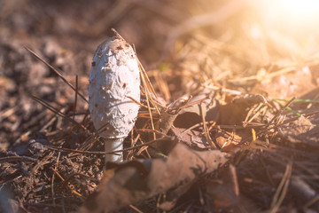 white mushroom on forest soil with sunlight at day