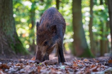 wild boar standing in front of trees and eating foliage at day