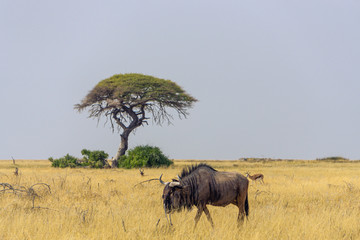 Lonely tree landscape at the Etosha Pan