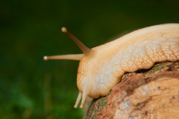 Snail crawling over old wood trunk. Selective focus. Low depth of field