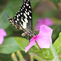 butterfly on flower