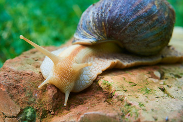 Snail crawling over a red brick. Selective focus. Low depth of field