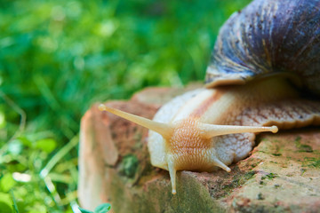 Snail crawling over a red brick. Selective focus. Low depth of field