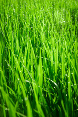 Fototapeta na wymiar Green juicy grass close-up. Background of green young grass. Green grass background. Young growing rice