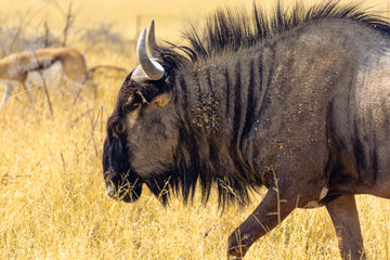 africa gnu gras wildebeest landscape