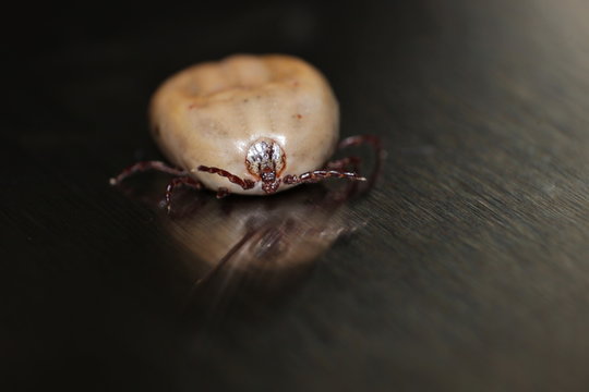 Female tick after feeding. He moves his legs energetically trying to move on a slippery surface of a stainless steel table.