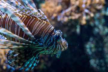 red lionfish closeup swimming in a coral reef