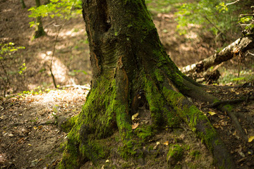 Old forest near White stone castle, Slovakia, Svaty Jur