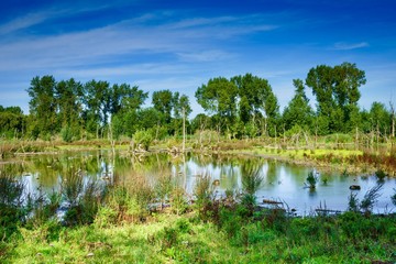 landscape with river and trees
